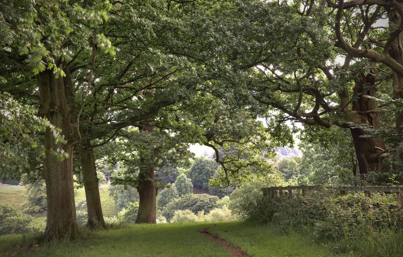 Photo wallpaper road, trees, landscape, nature, the fence