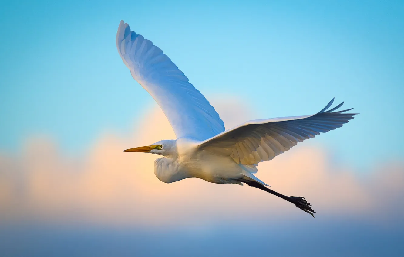 Photo wallpaper flying, wings, egret