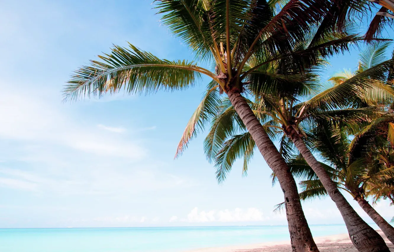 Photo wallpaper beach, palm trees, the ocean, exotic
