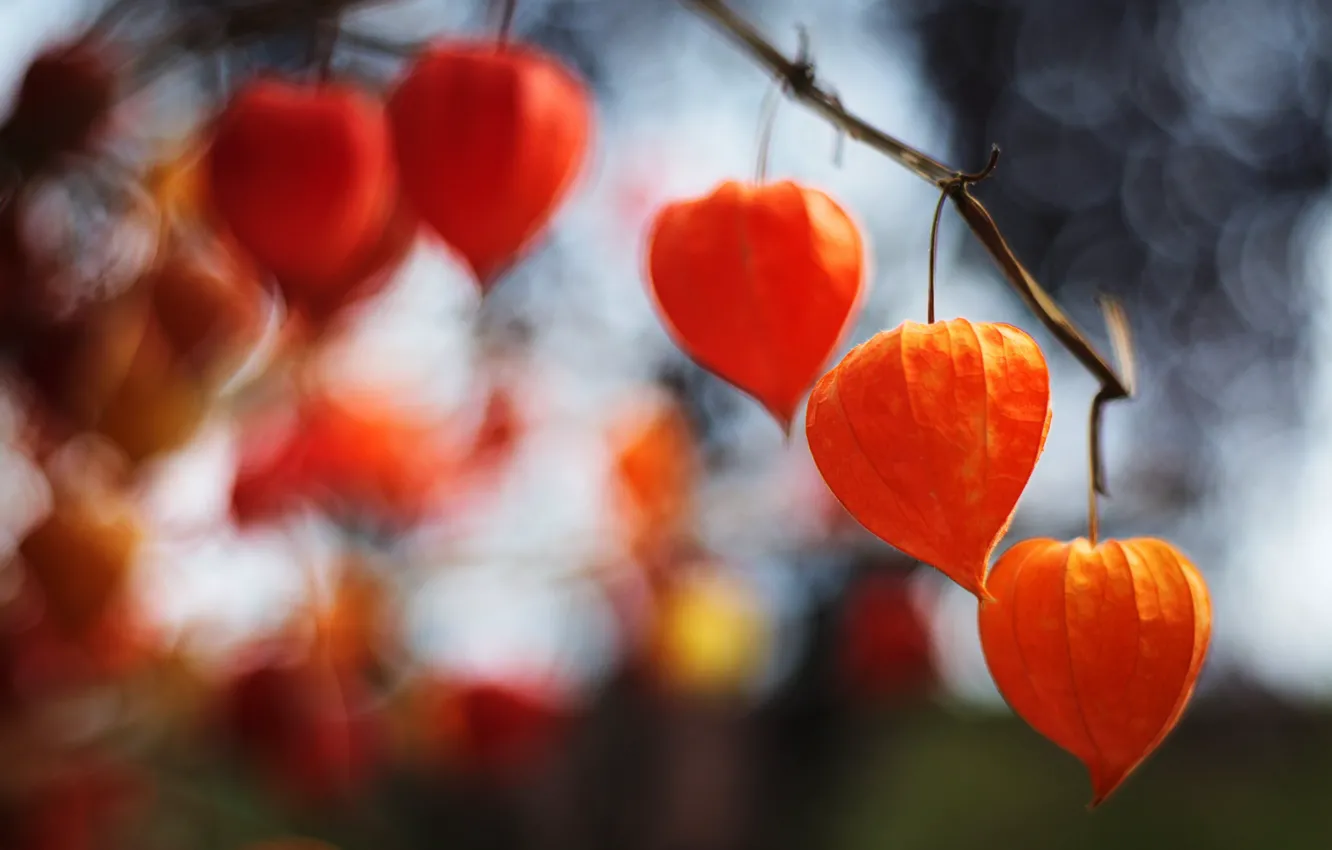 Photo wallpaper macro, branches, nature, blur, flashlight, physalis, bokeh