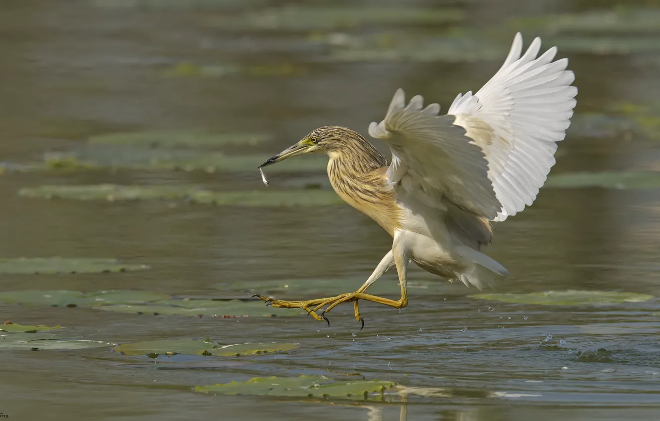 Photo wallpaper nature, lake, background, bird, Heron, DUELL ©