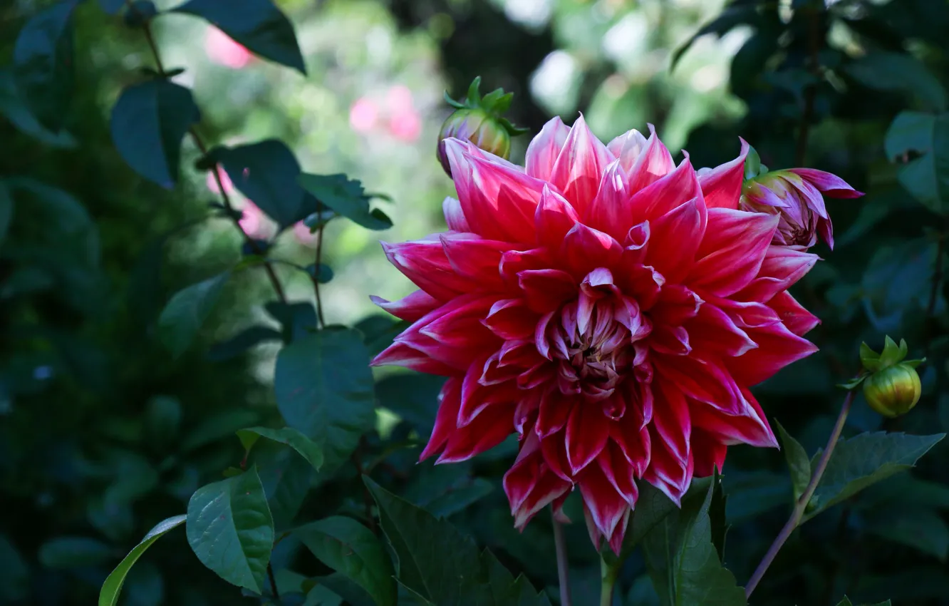 Photo wallpaper summer, leaves, flowers, red, garden, bokeh, dahlias
