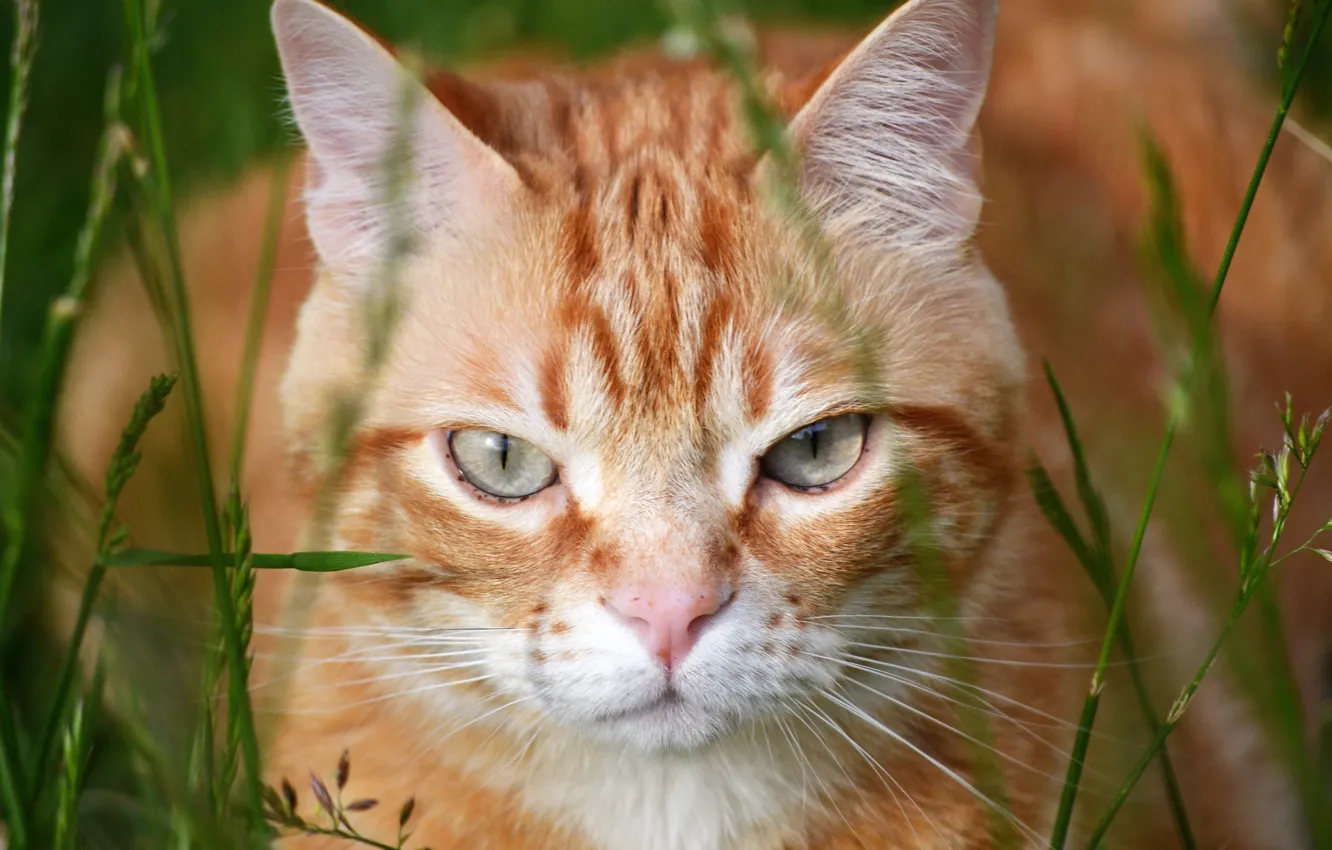 Photo wallpaper cat, look, red, muzzle, Kote, grass