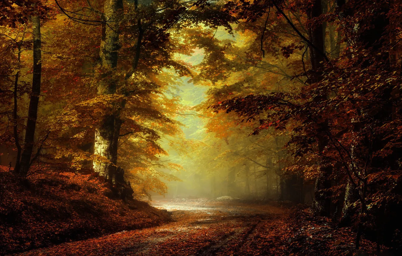 Photo wallpaper road, autumn, forest, Park