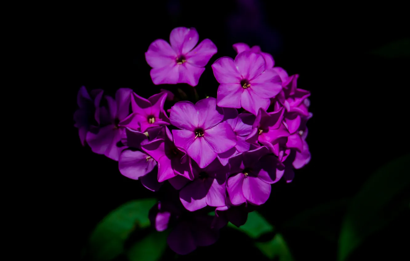 Photo wallpaper summer, macro, nature, Phlox