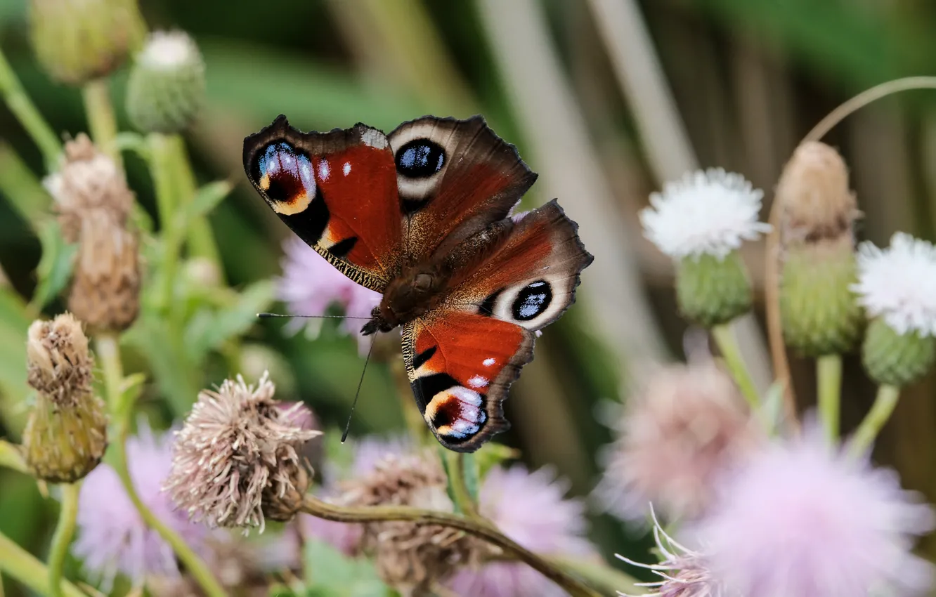 Photo wallpaper macro, flowers, butterfly, stem, pink, buds, bokeh, Emperor moth