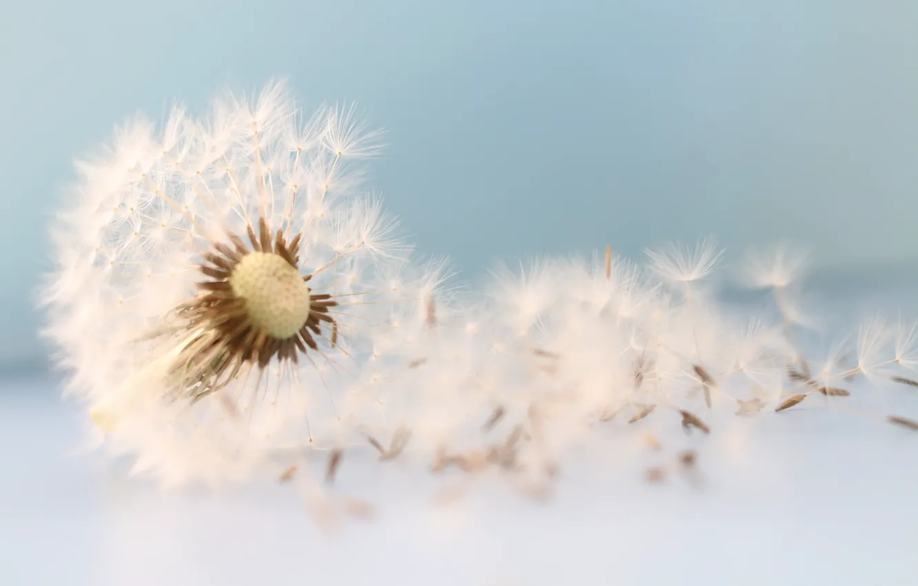 Photo wallpaper macro, background, dandelion