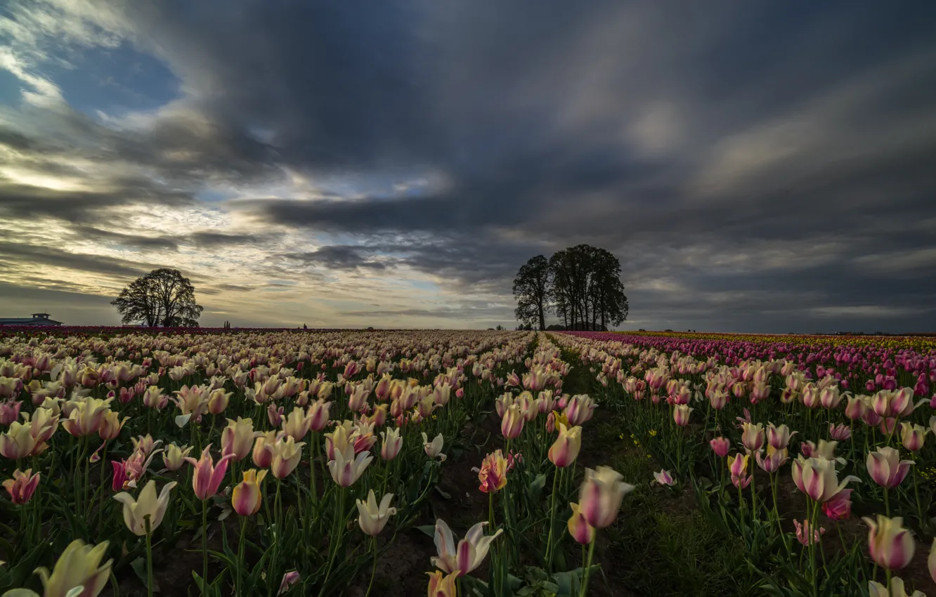 Photo wallpaper field, the sky, trees, flowers, Oregon, tulips, plantation