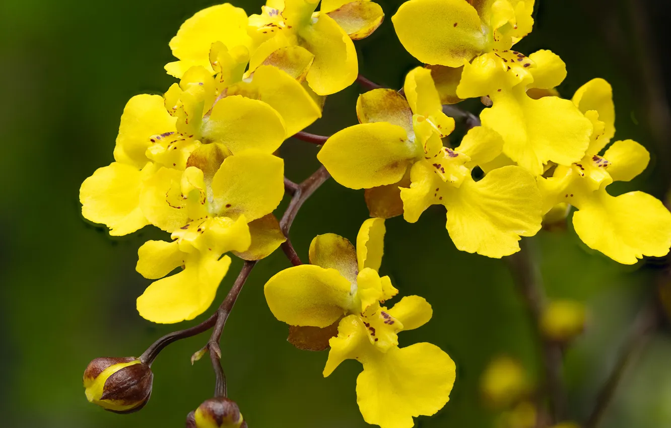 Photo wallpaper flowers, Orchid, yellow Orchid