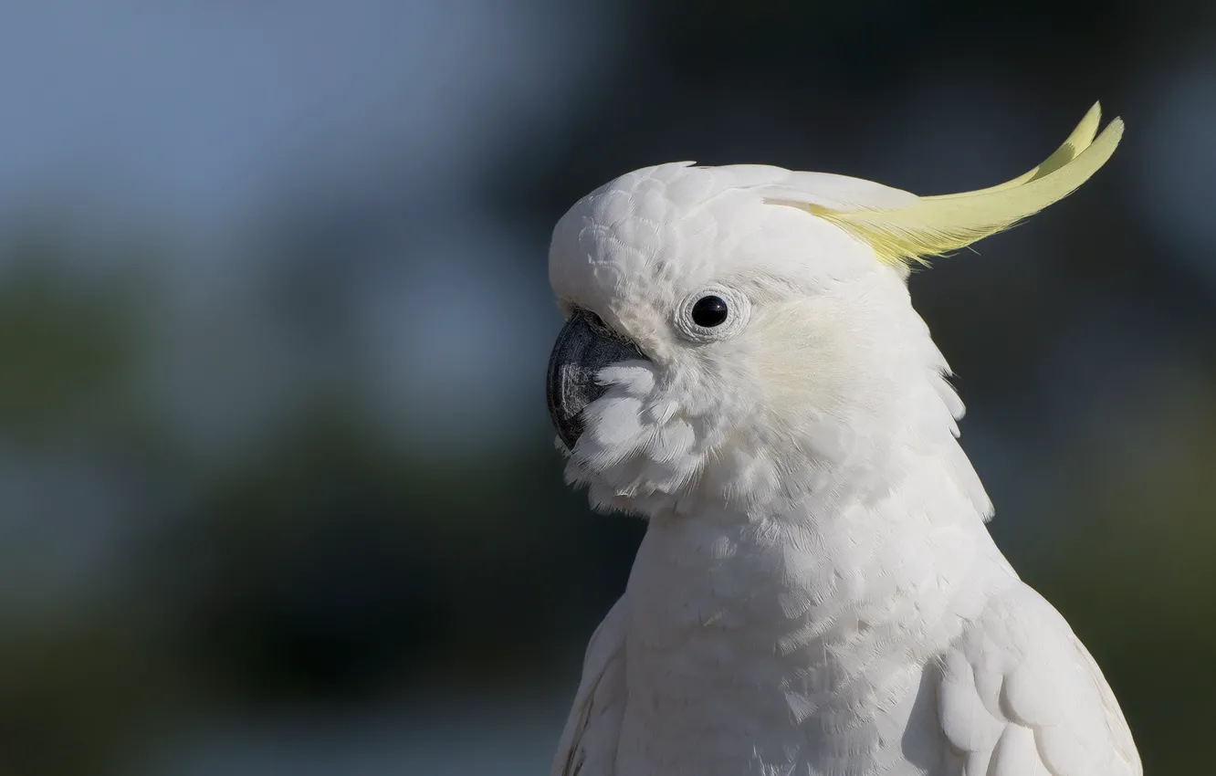 Photo wallpaper white, look, the dark background, bird, portrait, parrot, bokeh, crest