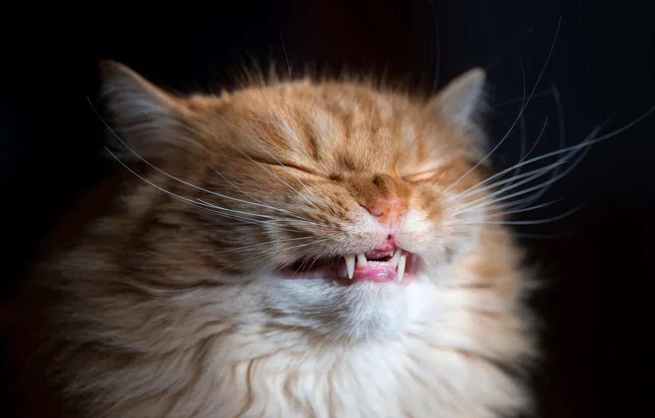 Photo wallpaper fluffy, muzzle, red cat, he closed his eyes