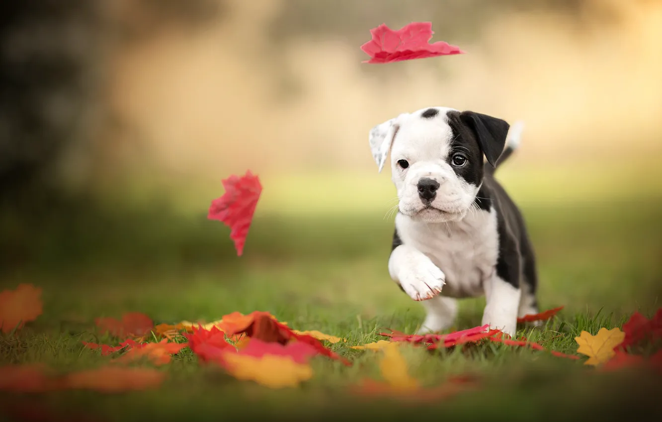 Photo wallpaper leaves, puppy, bulldog