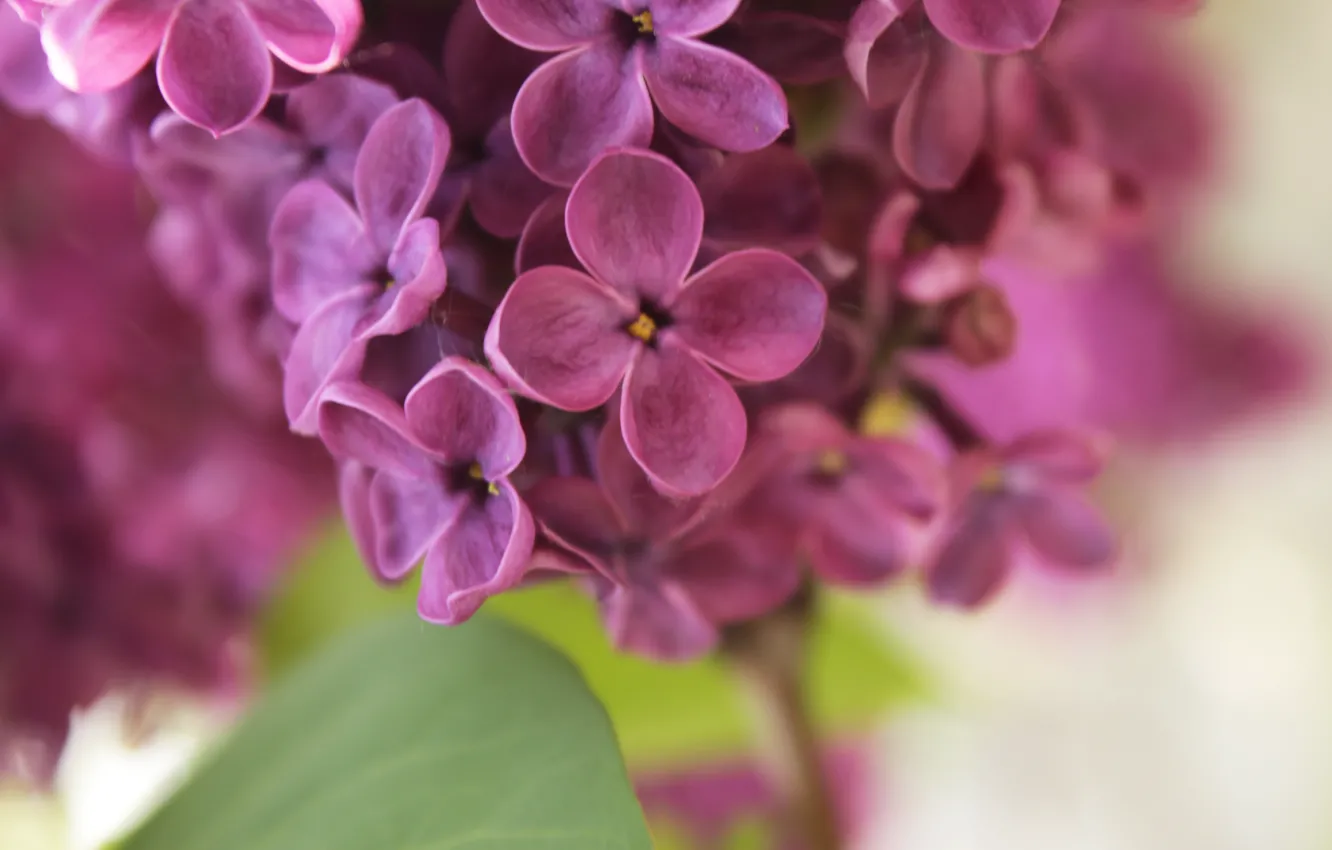 Photo wallpaper purple, spring, lilac