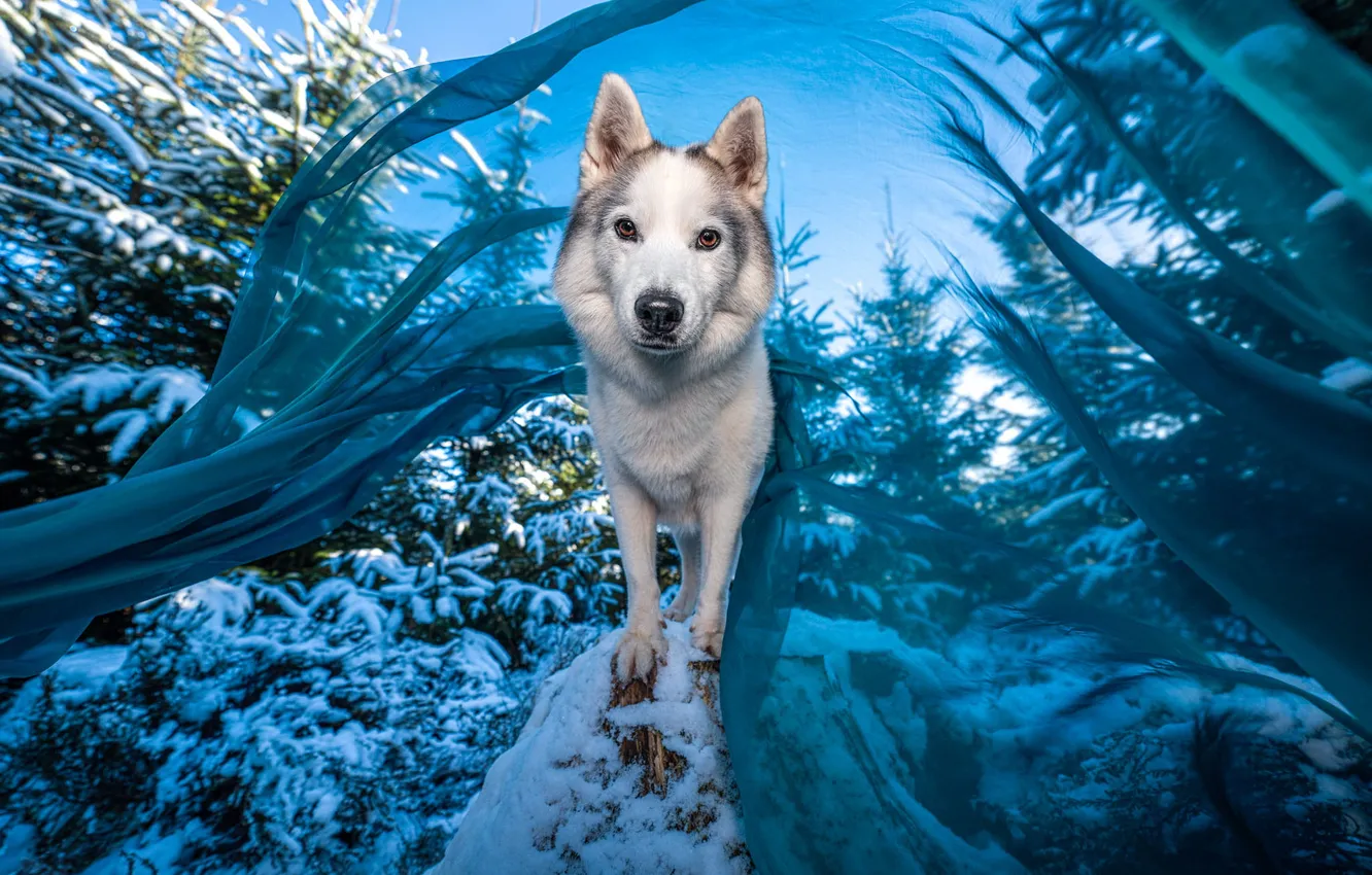 Photo wallpaper winter, frost, forest, look, snow, nature, pose, blue