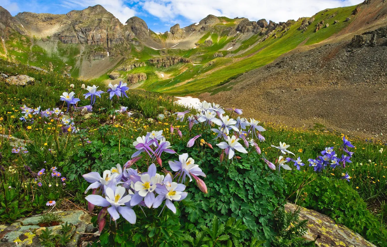 Photo wallpaper landscape, flowers, mountains, nature, valley, Colorado, USA, meadows