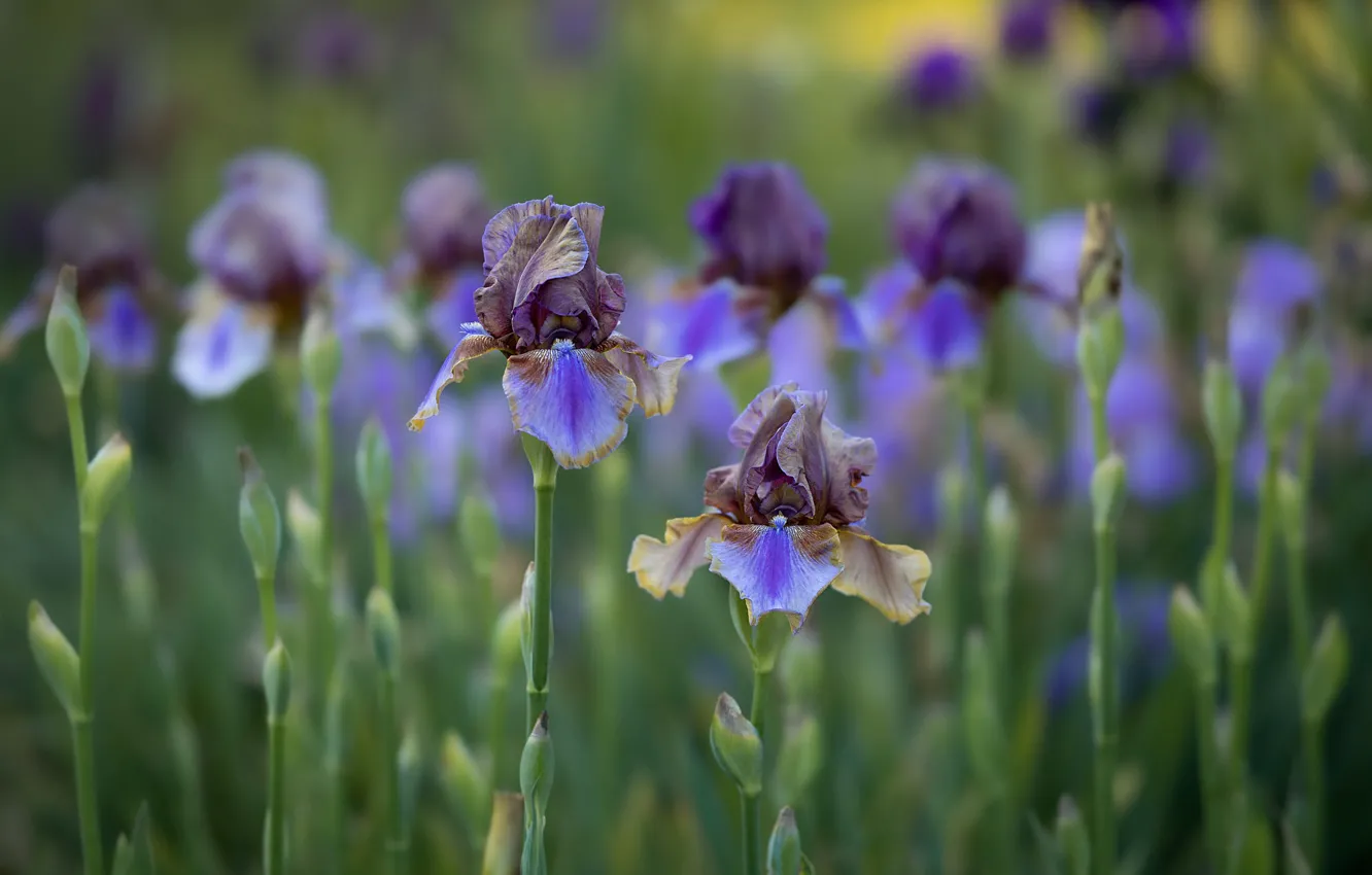 Photo wallpaper flowers, flowerbed, lilac, iris