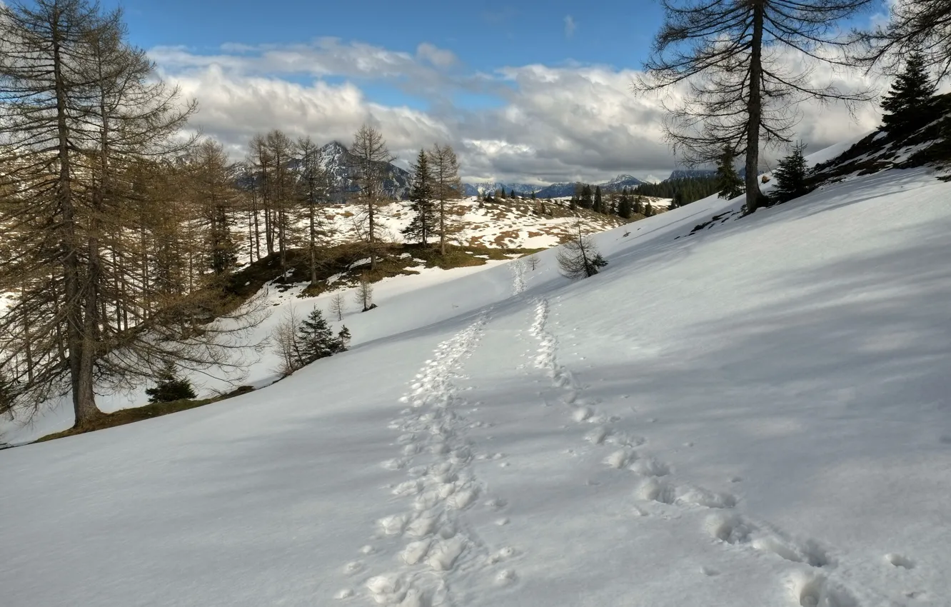 Photo wallpaper snow, traces, Winter, trail, frost, nature, winter, snow