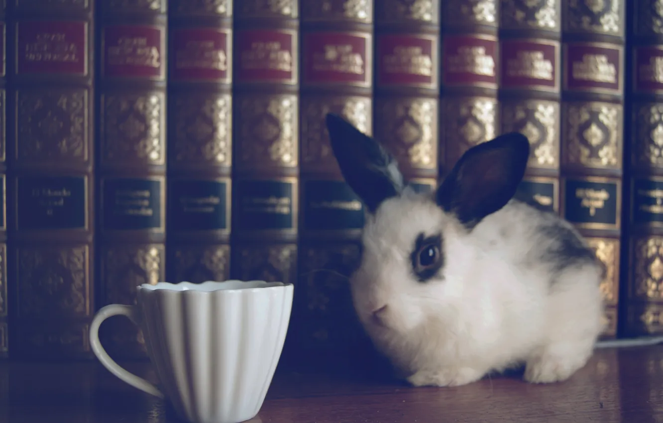 Photo wallpaper books, rabbit, Cup