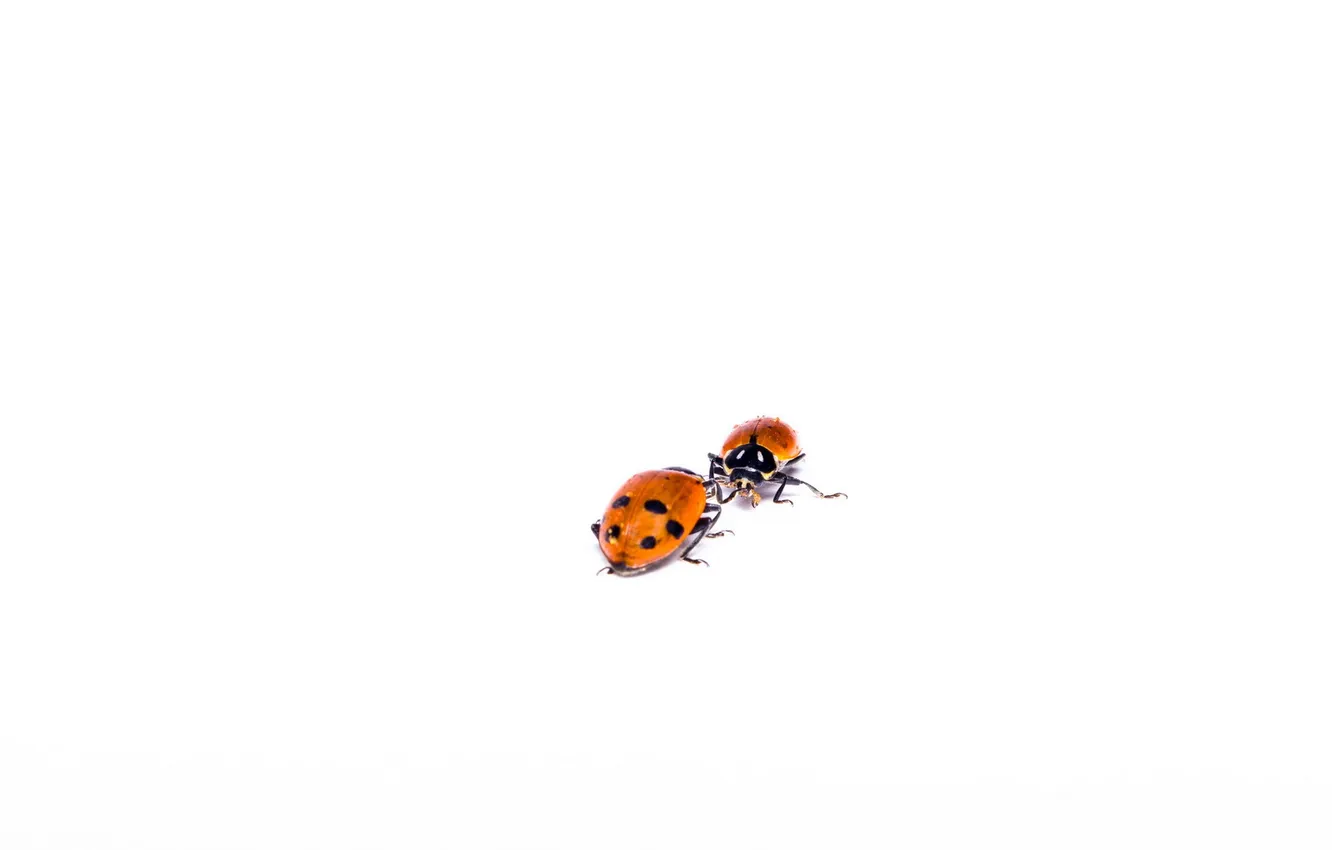 Photo wallpaper ladybug, Chuck, Hippodamia variegata