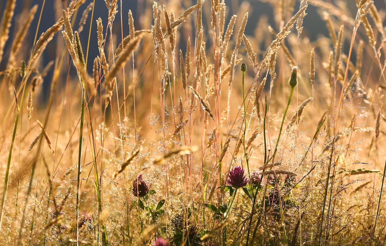 Photo wallpaper summer, spikelets, grave