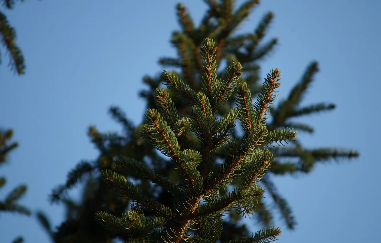 Photo wallpaper macro, needles, branches, green, needles