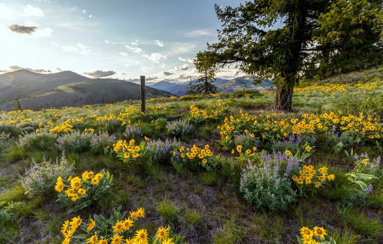 Photo wallpaper trees, landscape, flowers, mountains, nature