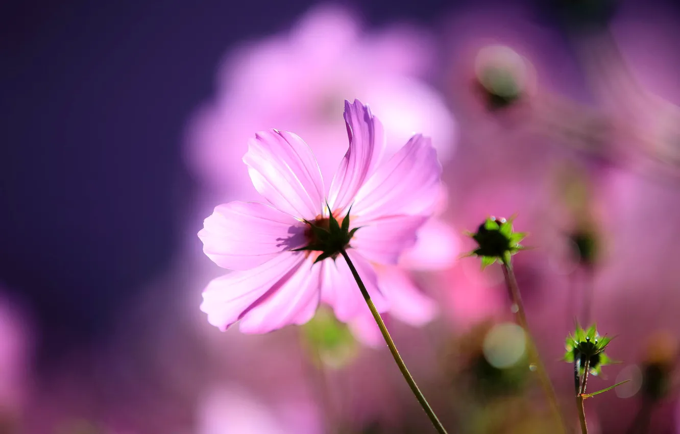 Photo wallpaper flower, macro, light, background, buds, kosmeya