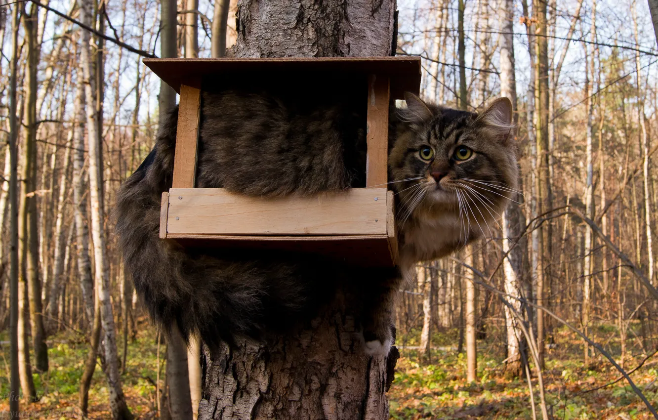 Photo wallpaper cat, tree, feeder