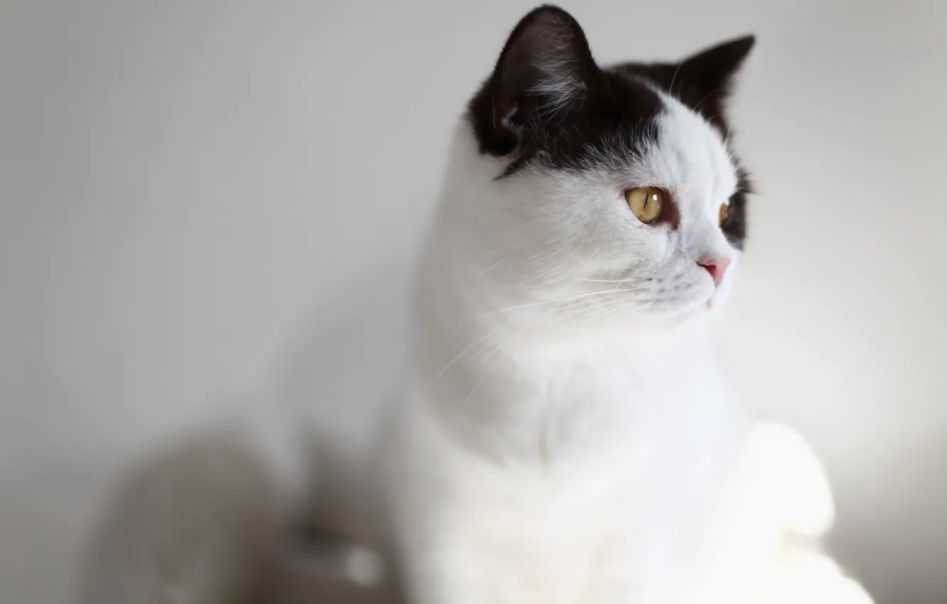 Photo wallpaper cat, white, cat