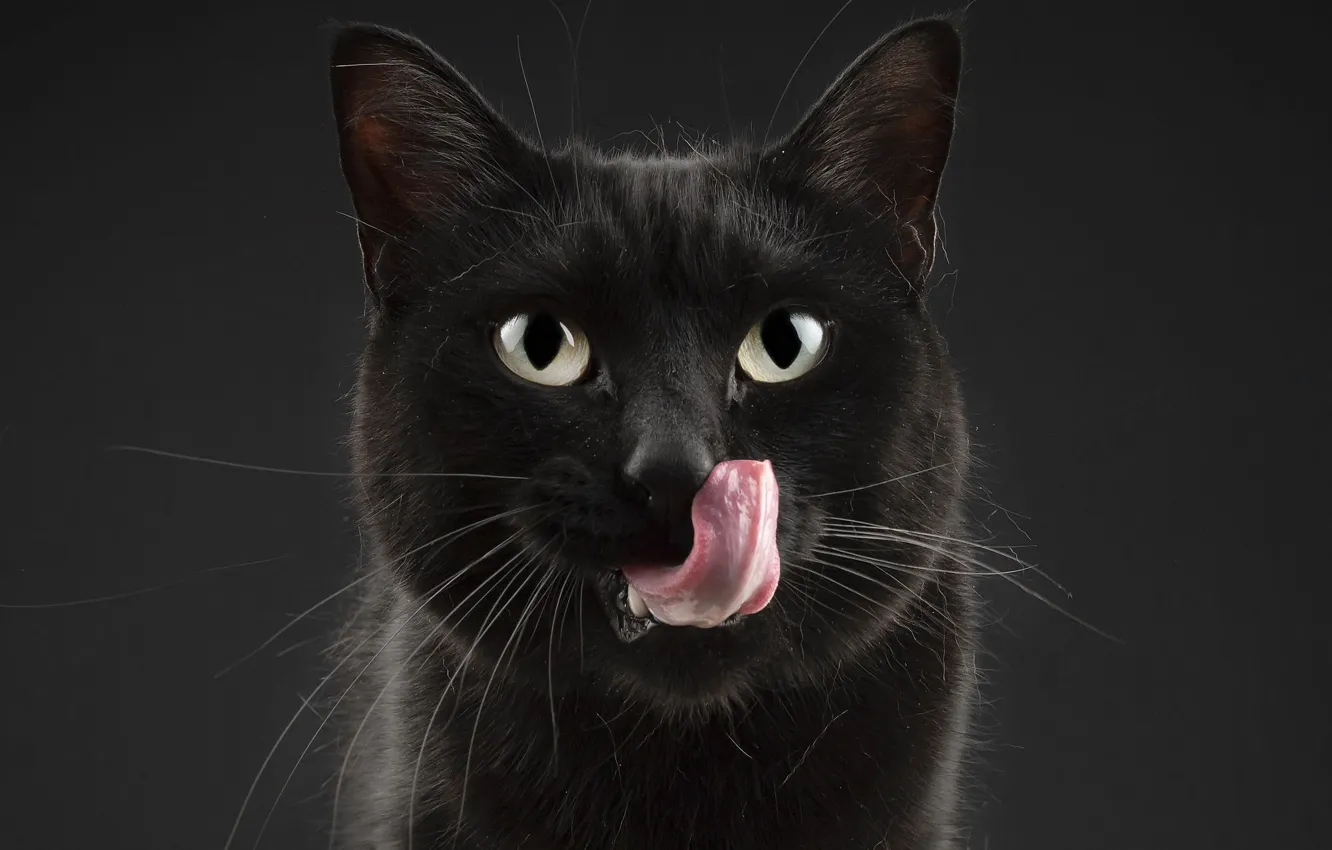 Photo wallpaper language, cat, cat, look, face, the dark background, black, portrait