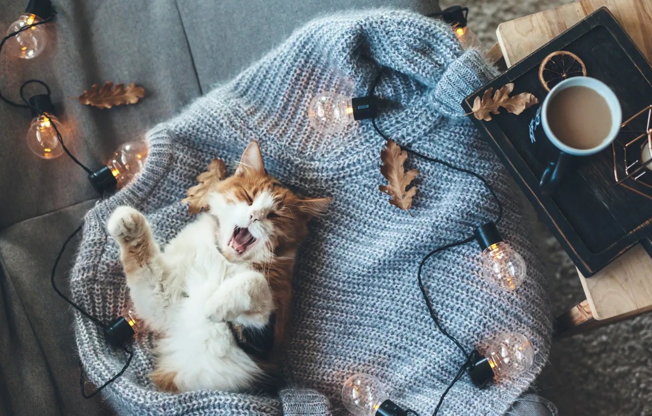 Photo wallpaper autumn, cat, heat, coffee, cat, light bulb, sweater