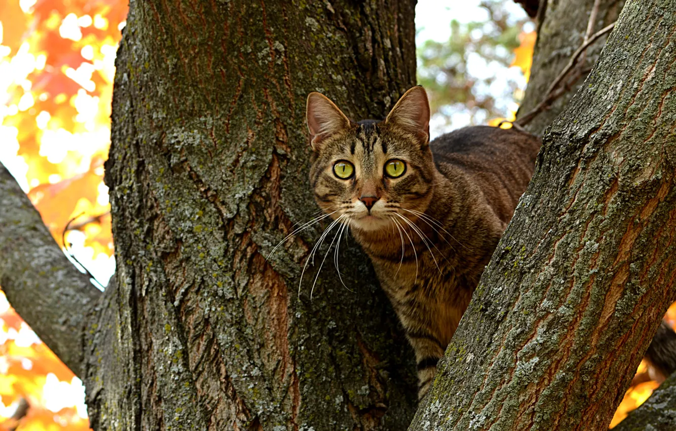 Photo wallpaper cat, tree, branch, trunk, Kote, eyes