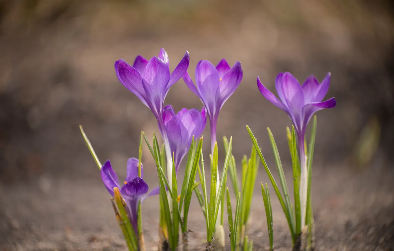 Photo wallpaper background, spring, crocuses, bokeh, saffron