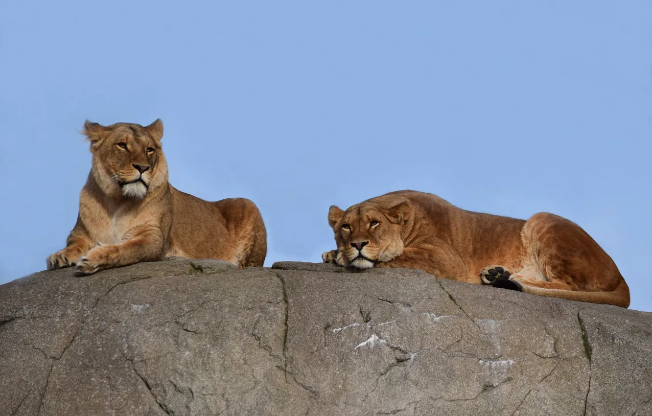 Photo wallpaper Nature, Cats, Stone, Stay, Lioness