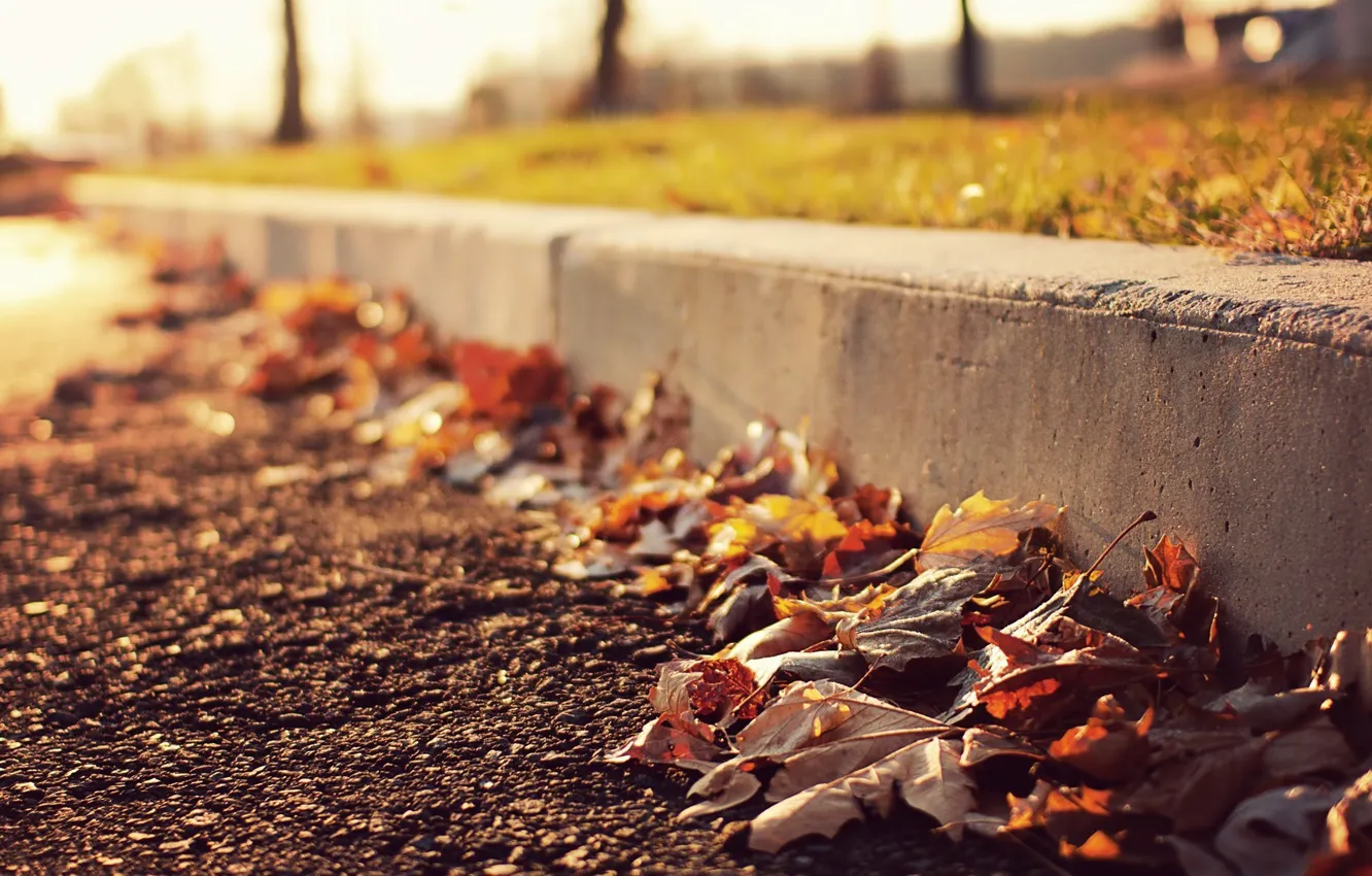 Photo wallpaper road, leaves, macro, photo, bokeh