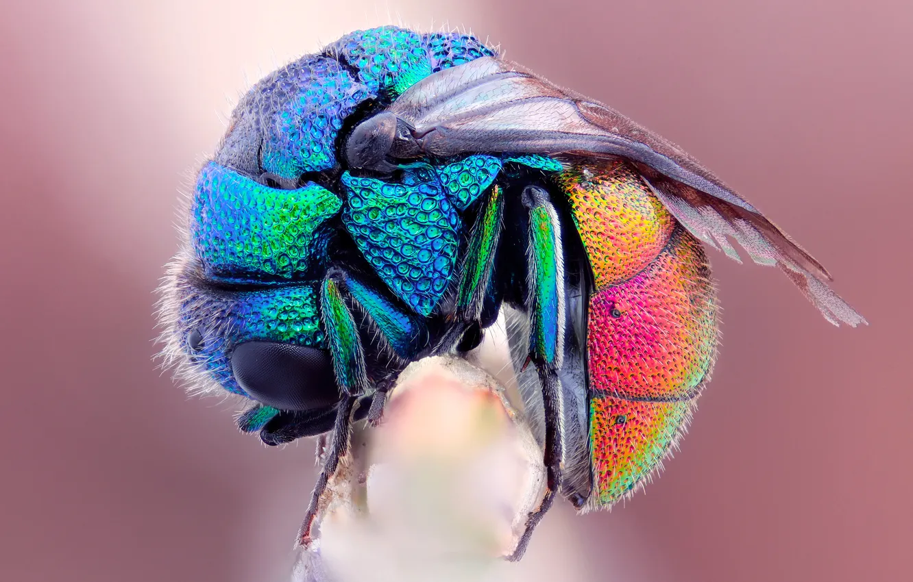Photo wallpaper macro, bee, fly, wet, rainbow, frozen