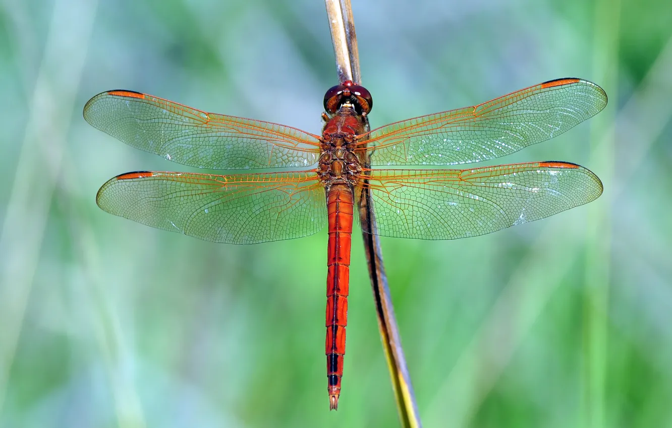 Photo wallpaper macro, dragonfly, insect, red, green background, stem, Wallpaper from lolita777