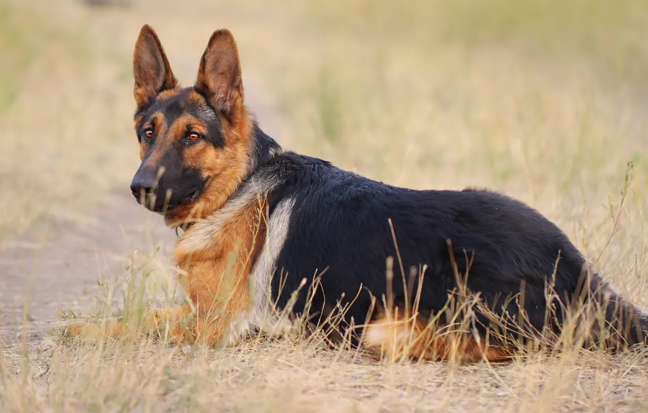 Photo wallpaper look, each, dog, shepherd