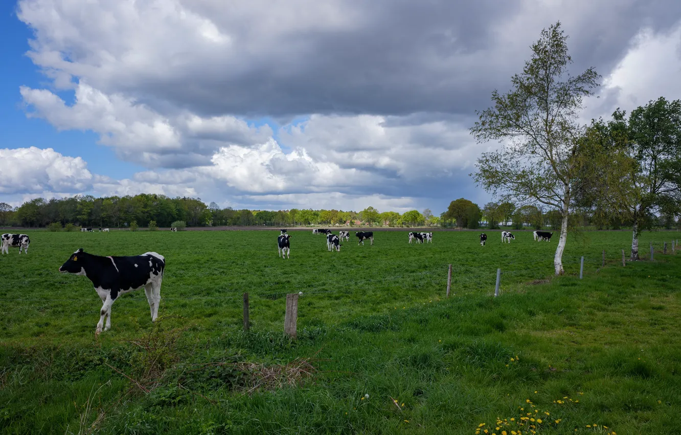 Photo wallpaper landscape, cows, meadow