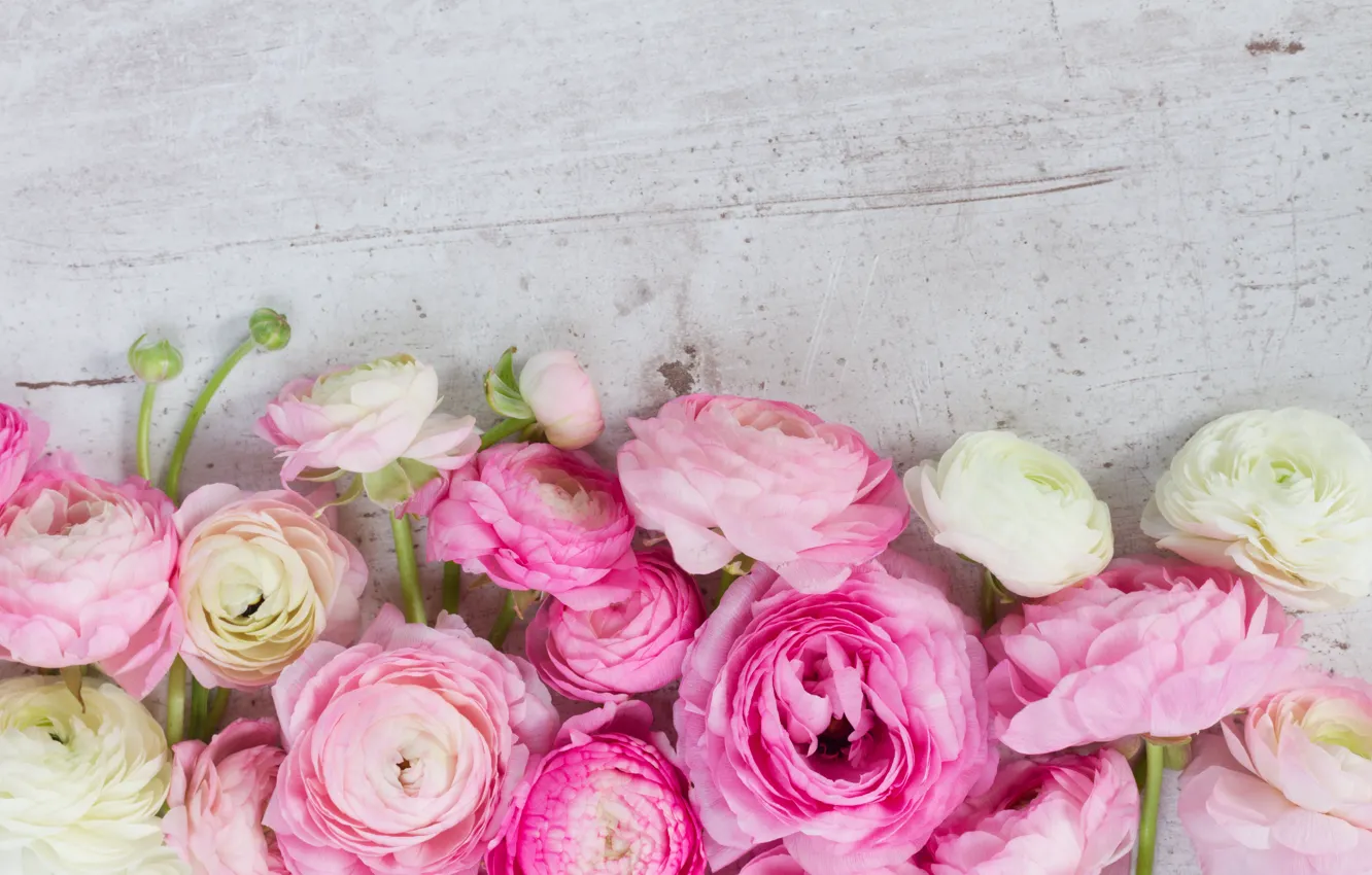 Photo wallpaper pink, pink flowers, flowers, beautiful, buttercups, ranunculus
