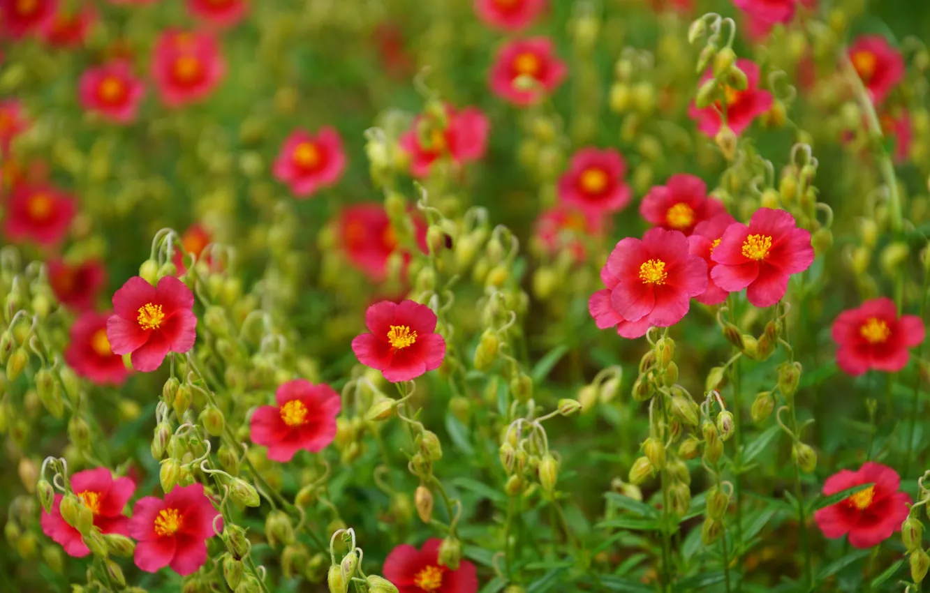 Photo wallpaper macro, bokeh, Sunflower, Helianthemum, Ninik