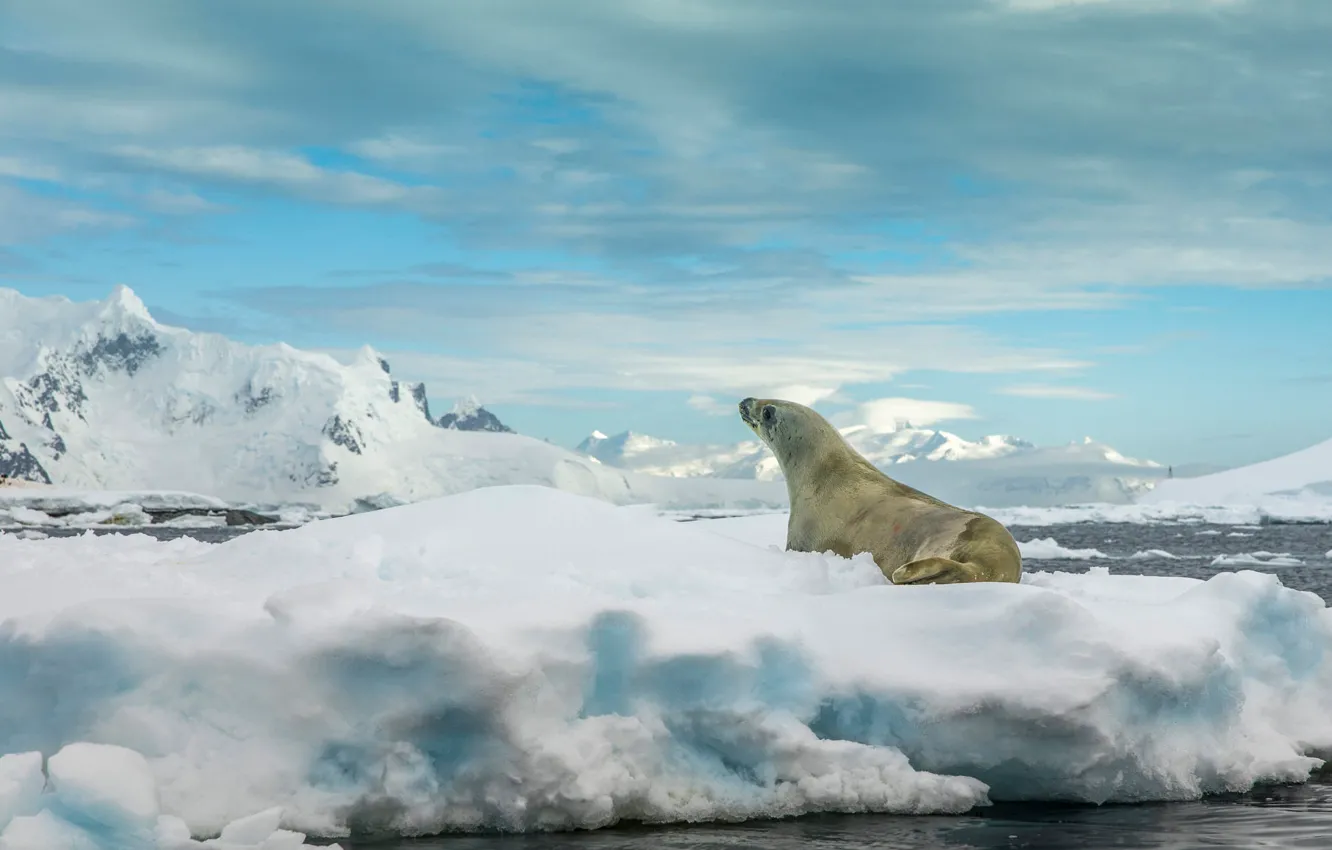 Photo wallpaper ice, winter, the sky, clouds, snow, mountains, rocks, seal
