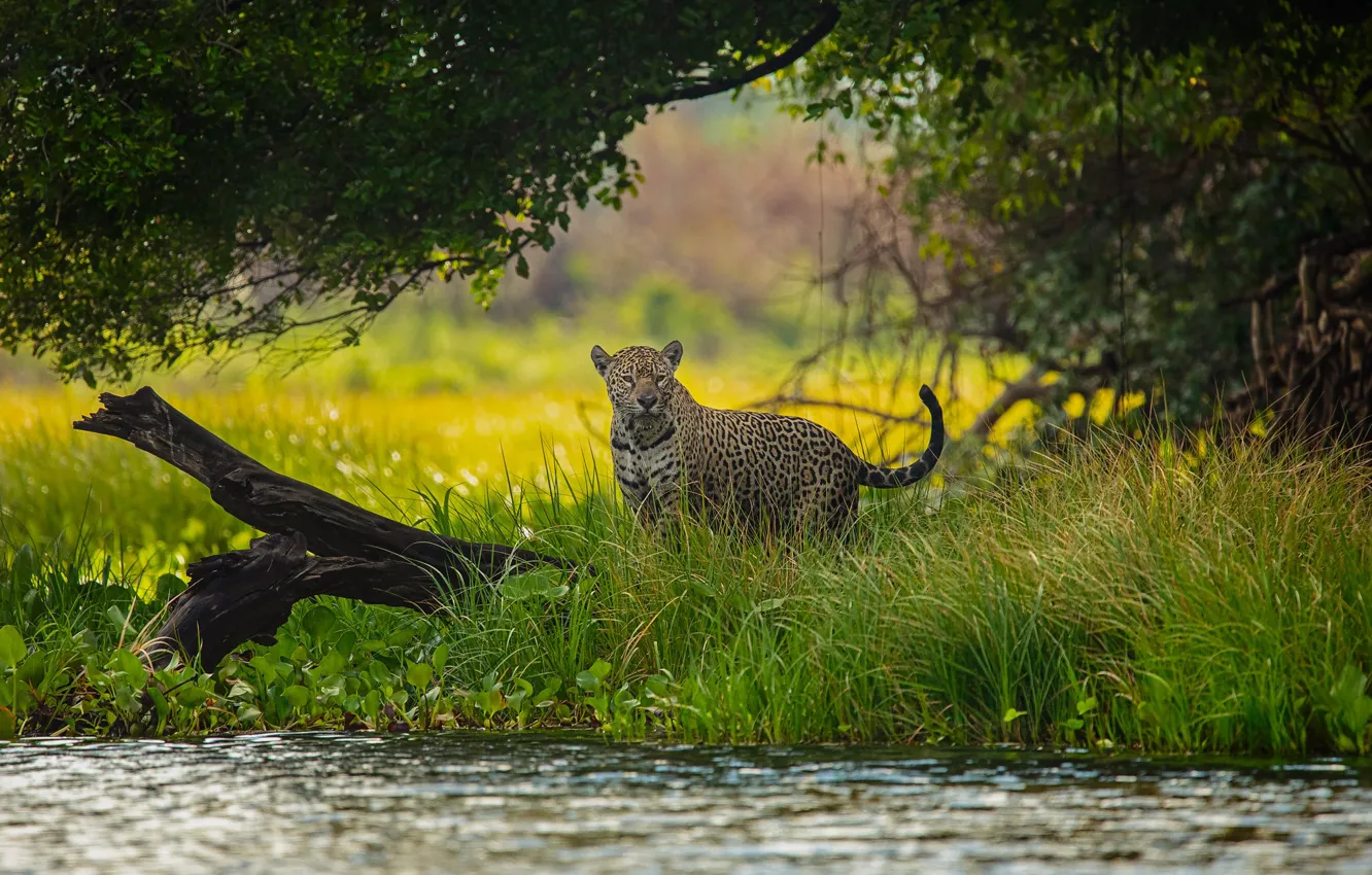Photo wallpaper grass, trees, nature, shore, Jaguar, log, pond