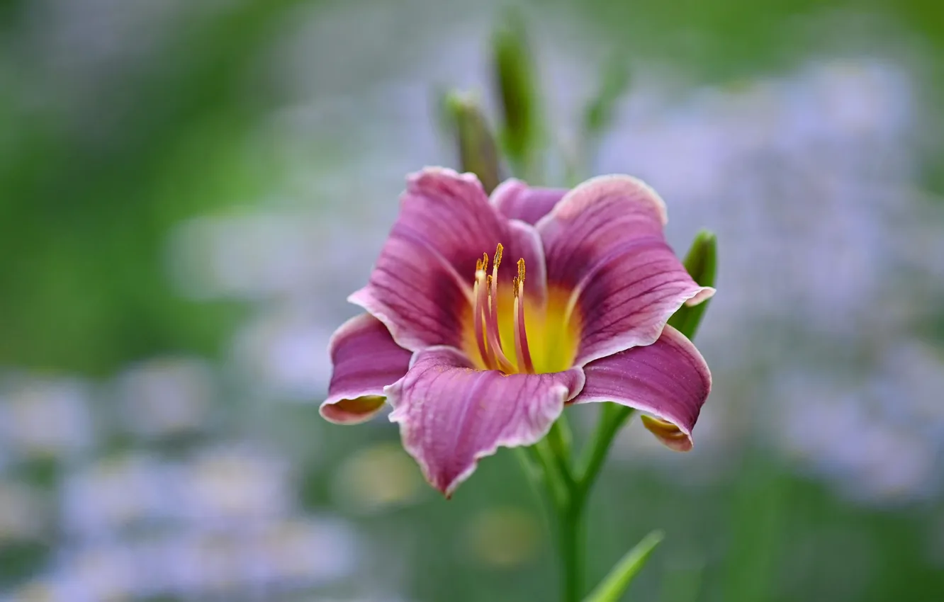 Photo wallpaper flowers, Lily, pink, bokeh, daylilies