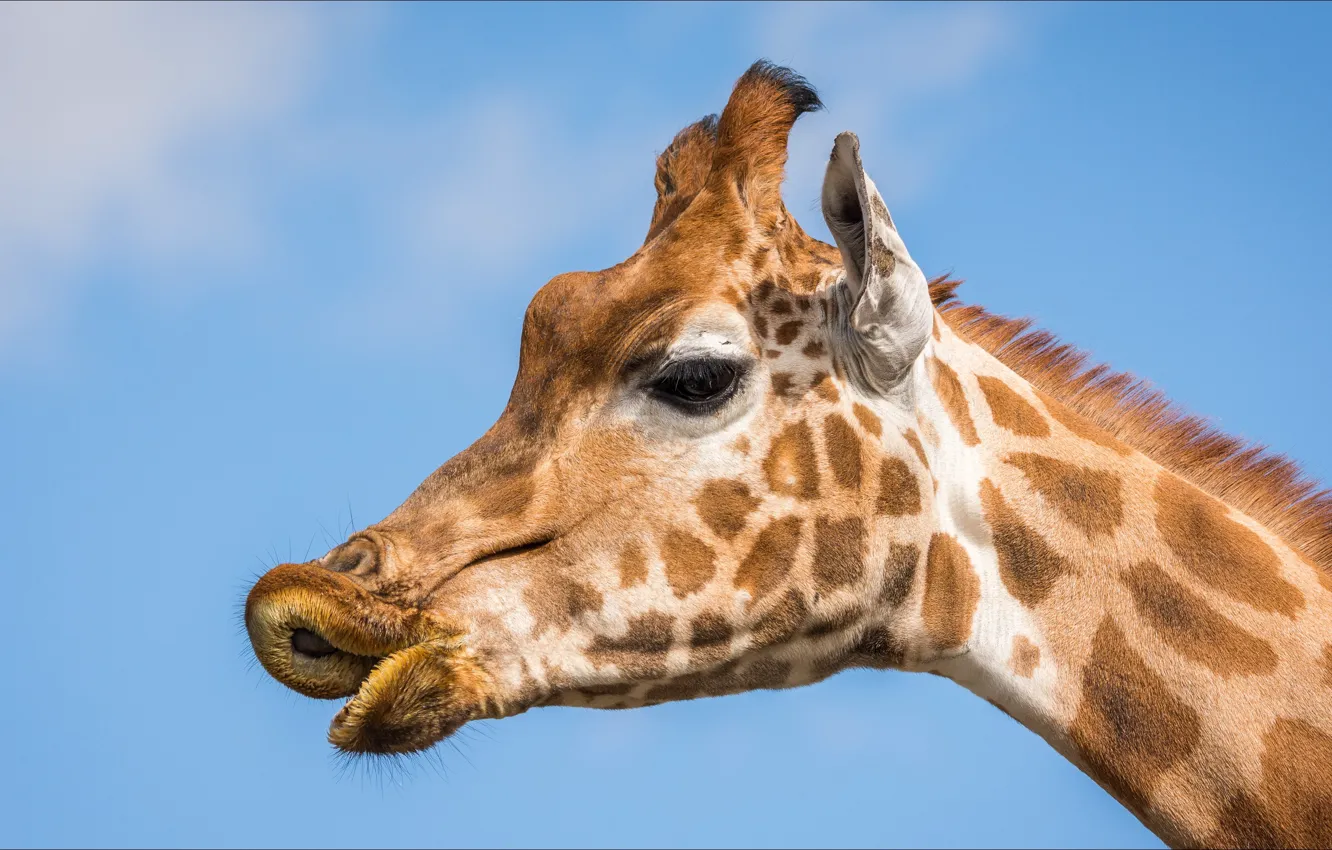 Photo wallpaper emotions, portrait, giraffe, giraffe, portrait, emotions, animal beauty, beauty posing