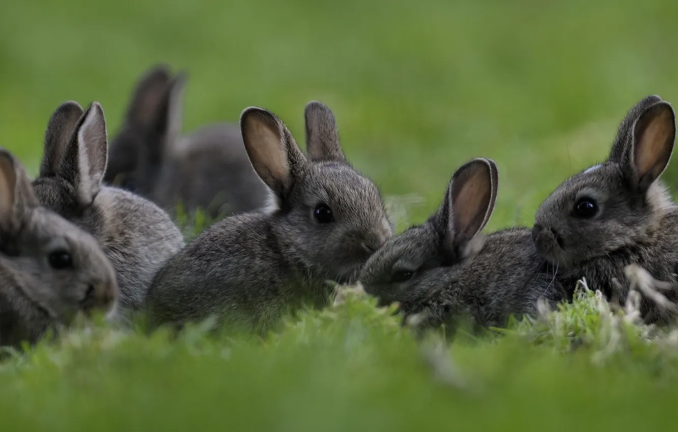 Photo wallpaper grass, rabbits, kids