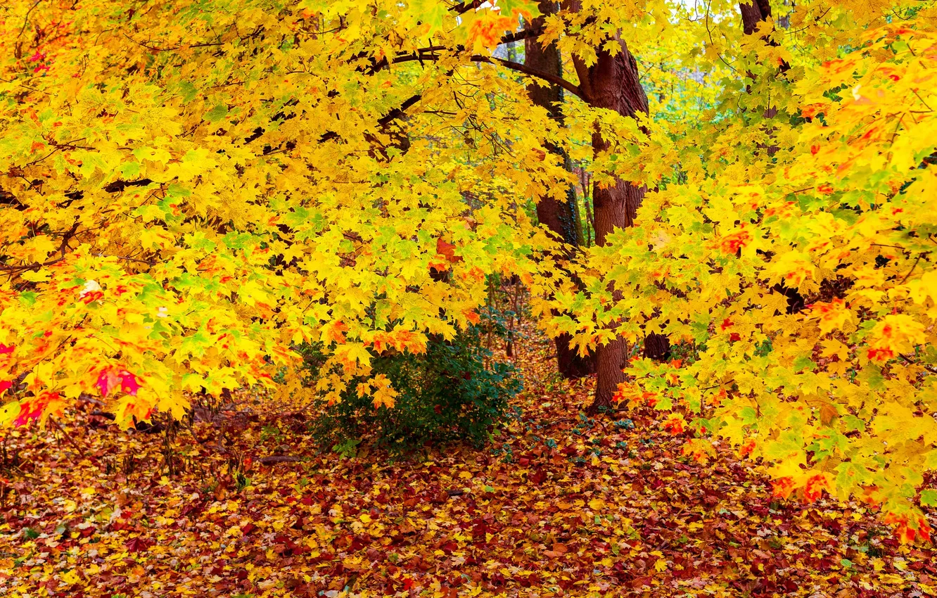 Photo wallpaper autumn, forest, trees, foliage