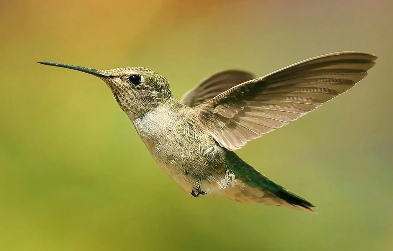 Photo wallpaper flight, nature, bird, wings, beak, Hummingbird