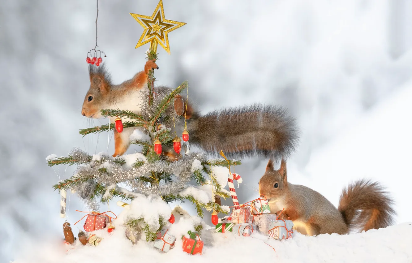 Photo wallpaper winter, snow, toys, tree, proteins