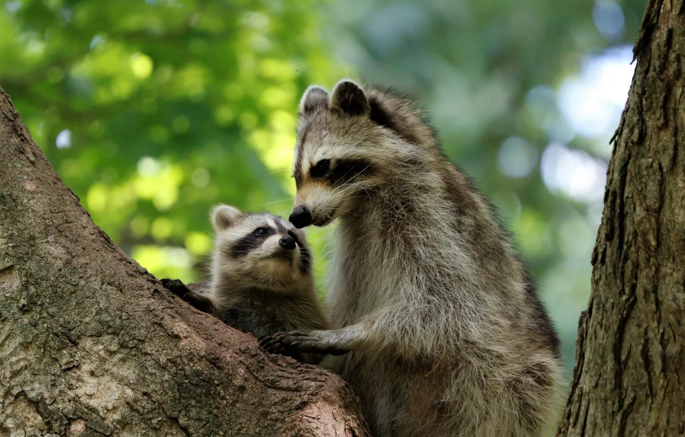 Photo wallpaper trees, baby, raccoon, cub, motherhood